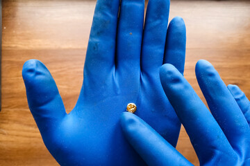 small piece of gold in his hand with a glove. Mini nugget of gol © Deniz