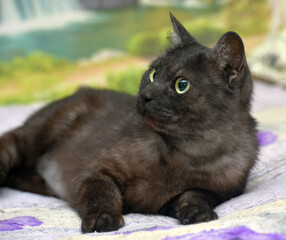 black cat with white undercoat on the couch