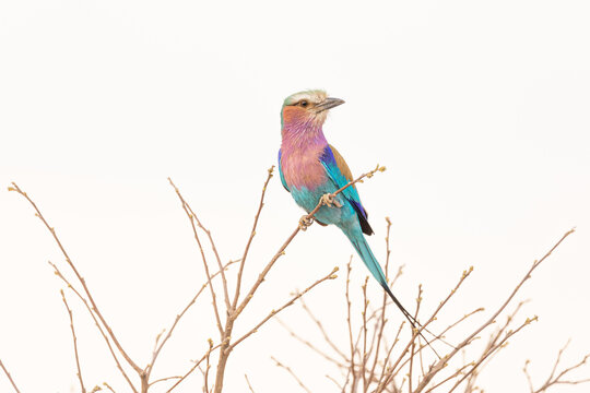 Low angle full length of bright multicolored Southern carmine bee-eater bird sitting on dry thin tree branch against gray sky in Savuti area in Botswana