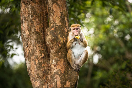 Cute toque macaque with piece of fruit on trunk of tropical tree in Tissamaharama in Sri Lanka