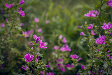 purple wildflowers in the meadow