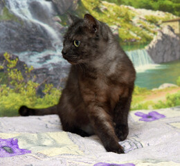black cat with white undercoat on the couch