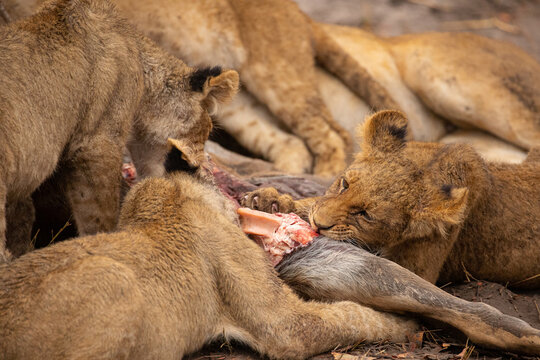 Closeup of group of wild lioness devouring killed kudu antelope in Savuti in Southern Africa