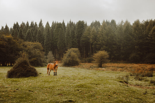 Chestnut Horse Grazing In Green Pasture Near Forest In Afternoon Under White Sky In Countryside