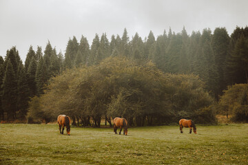 Chestnut horses grazing in green pasture near forest in afternoon under white sky in countryside