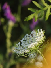 dzika marchew i fioletowe kwiaty © Natalia