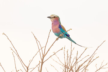 Low angle full length of bright multicolored Southern carmine bee-eater bird sitting on dry thin tree branch against gray sky in Savuti area in Botswana