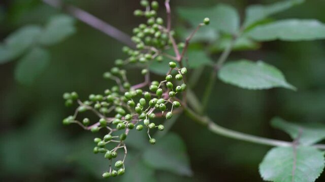 Unripe green fruits of Black Elder in natural environment (Sambucus nigra) - (4K)