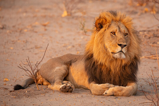 Full body of magnificent wild lion lying on dry ground and looking away in Savuti area in Botswana