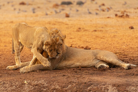 Full length of wild lioness and lion resting on dry ground in African savanna in Savuti area in Botswana