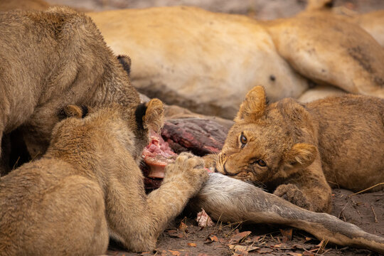 Closeup of group of wild lioness devouring killed kudu antelope in Savuti in Southern Africa
