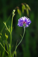 The cornflower (lat. Centaurea cyanus), of the family Asteraceae.
