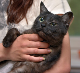 black cat with white undercoat on the couch