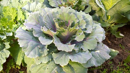 Ornamental cabbage in July. Flowering Kale. Brassica oleracea species. Classification: Plantae....