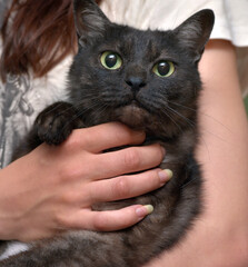 black cat with white undercoat on the couch