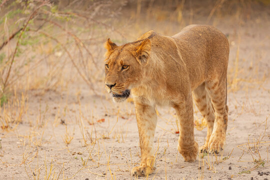 Full body of magnificent wild lioness walking on dry ground and looking away in Savuti area in Botswana