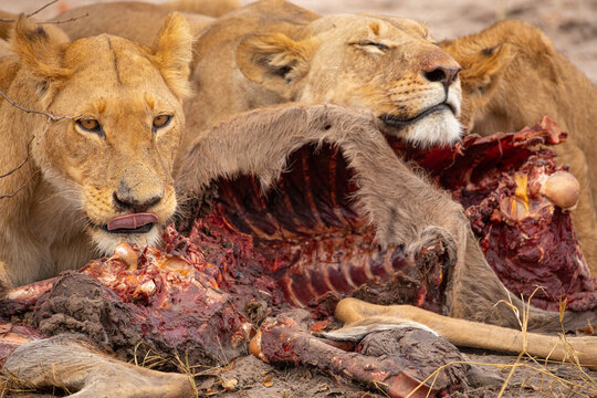 Closeup of group of wild lioness devouring killed kudu antelope in Savuti in Southern Africa