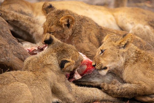 Closeup of group of wild lioness devouring killed kudu antelope in Savuti in Southern Africa