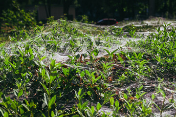 Cobweb on bushes outdoors. Spider web on the bushes in summer