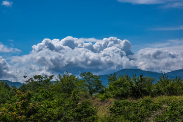 green asparagus  on the plate 
