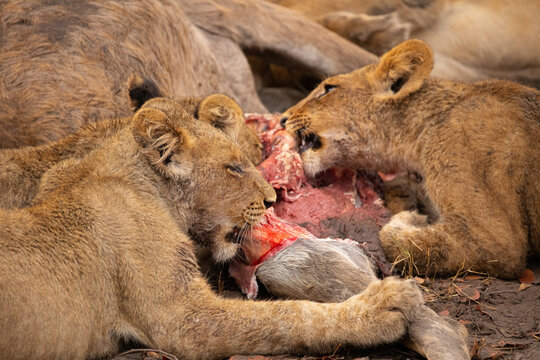 Closeup of group of wild lioness devouring killed kudu antelope in Savuti in Southern Africa