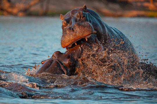Closeup of wild aggressive hippos fighting heavily in water of Chobe river in Botswana in Africa