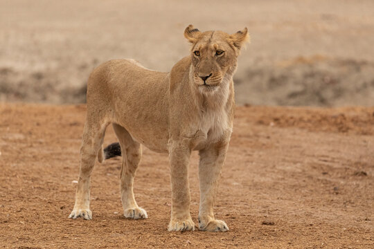 Full body of magnificent wild lioness standing on dry ground and looking away in Savuti area in Botswana