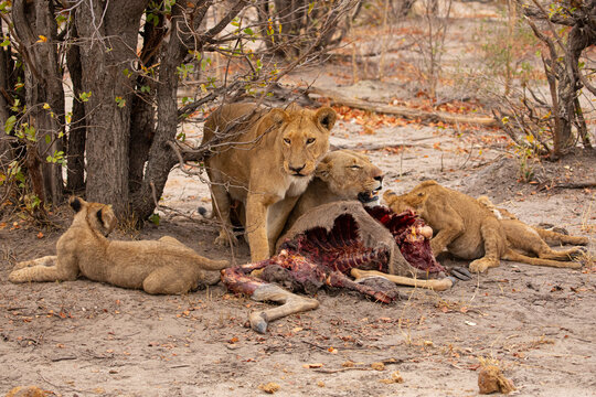 Closeup of group of wild lioness devouring killed kudu antelope in Savuti in Southern Africa