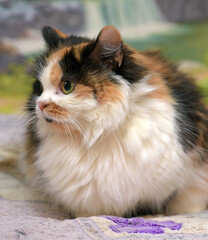 fluffy tricolor cat mestizo persian on the sofa at home