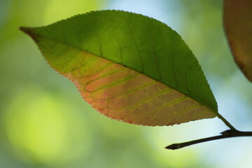 Ein Blatt halb gr&uuml;n , halb rot an einem d&uuml;nnen Ast vor einem gr&uuml;n blauen, unscharfen Hintergrund, vor der Sonne leicht beleuchtet.