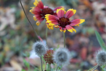 autumn wild flowers in the garden