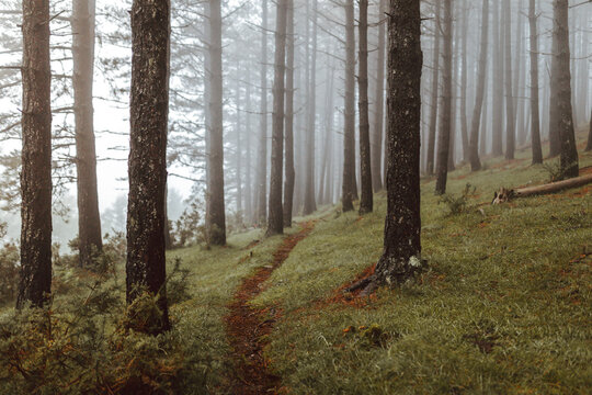 Gloomy scenery of narrow path surrounded by tall evergreen trees growing in misty wood - Powered by Adobe