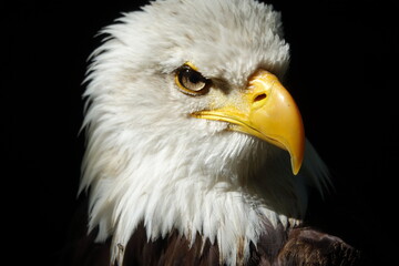 pygargue au sol gros plan