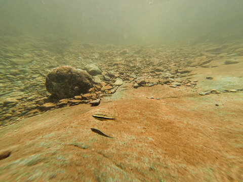 Underwater River Bed With Fish And Stones.