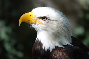 jeune pygargue vue coté