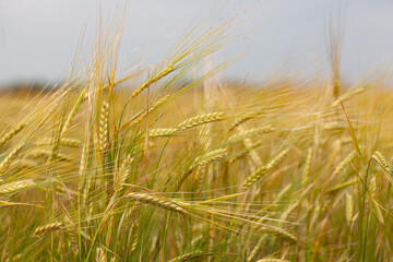 Field of barley