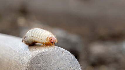May beetle larva close up