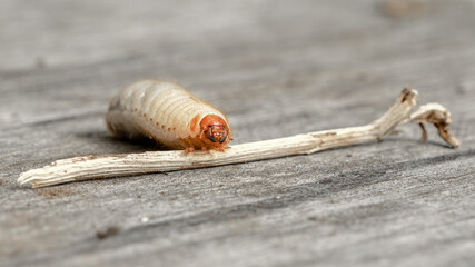 May beetle larva close up