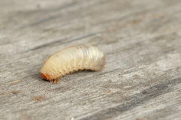 May beetle larva close up
