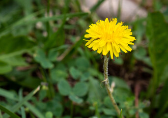 yellow wild flowers