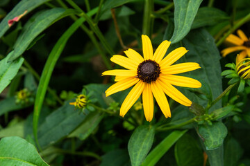 Yellow daisy flowers