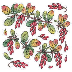 Hand drawn barberry. Set of objects.