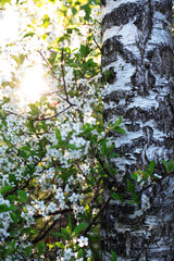 Fototapeta na wymiar Birch Tree In Forest
