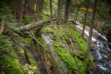 Fototapeta premium forest fauna, fallen tree & ground cover backgrounds close to waterfall New England