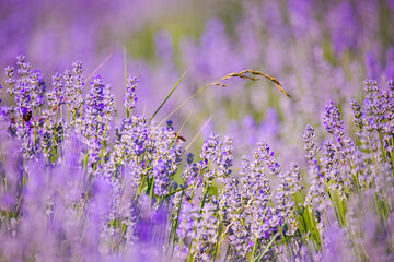 Lavander field