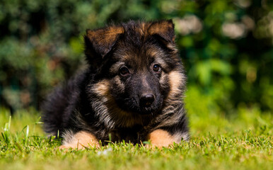 german shepherd puppy on green grass