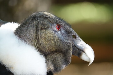 condor des andes profil