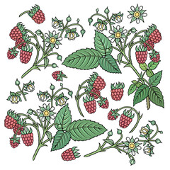 Hand drawn raspberries. Set of objects.