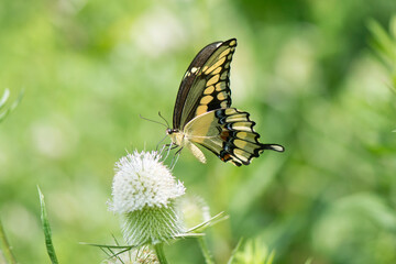 Butterfly 2019-228 / Giant Swallowtail (Papilio cresphontes)