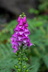 Purple bell flower isolated against blurry green background